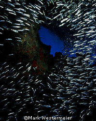 Silversides - Image taken in Key Largo with a Nikonos V, ... by Mark Westermeier 